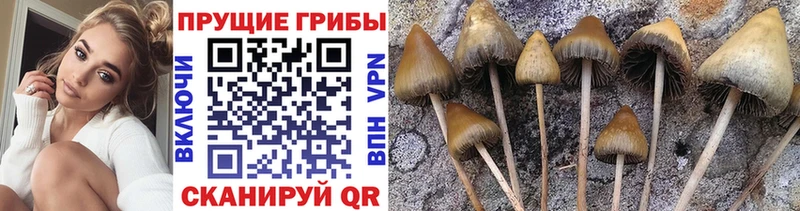 Псилоцибиновые грибы Cubensis  Новоалександровск 